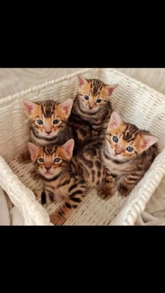 Gattino del Bengala maschio e femmina di razza pura | Foto 1