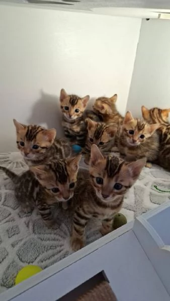 Gattino del Bengala maschio e femmina di razza pura | Foto 0