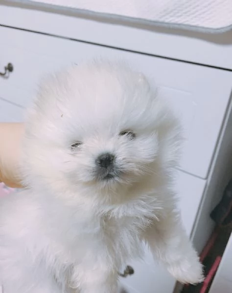 Cucciolo di Pomerania mini con la faccia soffice e pelosa | Foto 2