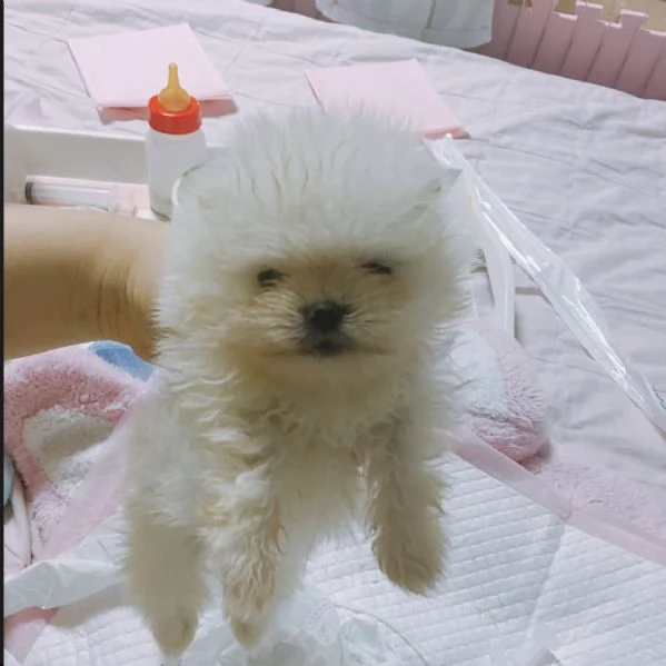 Cucciolo di Pomerania mini con la faccia soffice e pelosa | Foto 1