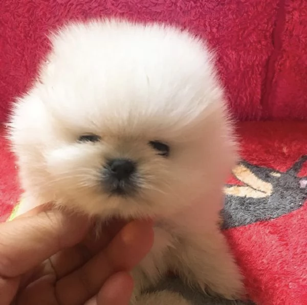 Cucciolo di Pomerania mini con la faccia soffice e pelosa