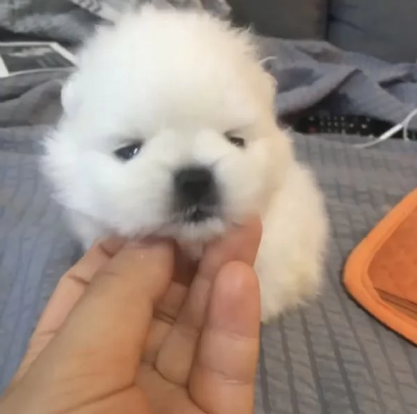 Cucciolo di Pomerania mini con la faccia soffice e pelosa | Foto 0