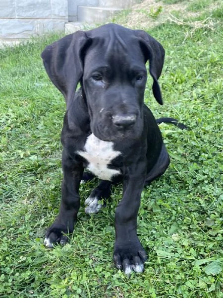 Vendesi cuccioli Alano nero 