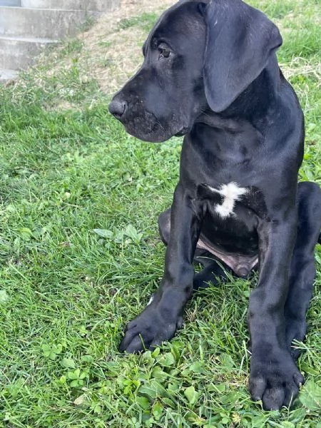 Vendesi cuccioli Alano nero  | Foto 6