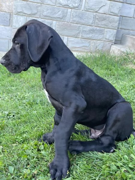 Vendesi cuccioli Alano nero  | Foto 5