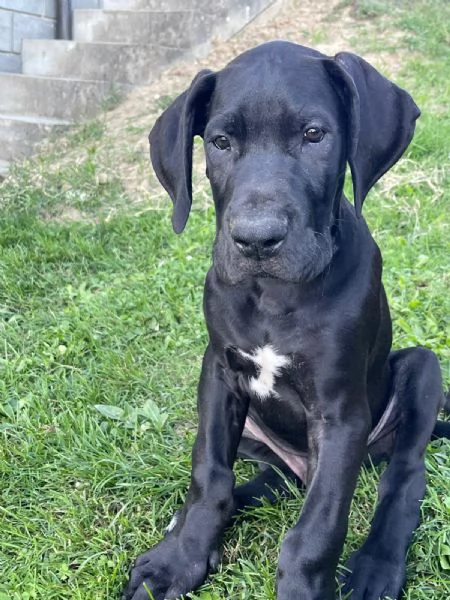 Vendesi cuccioli Alano nero  | Foto 4