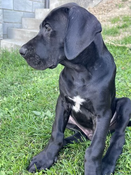 Vendesi cuccioli Alano nero  | Foto 3