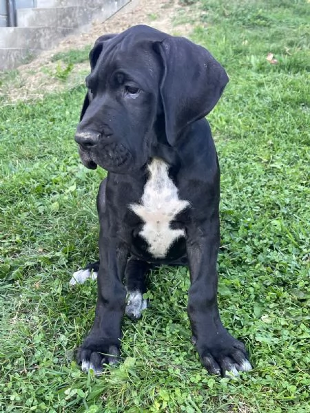 Vendesi cuccioli Alano nero  | Foto 2