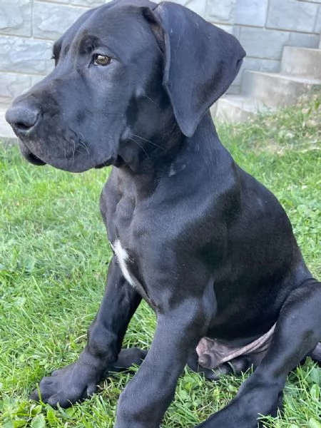 Vendesi cuccioli Alano nero  | Foto 1