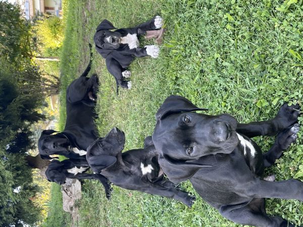 Vendesi cuccioli Alano nero  | Foto 0