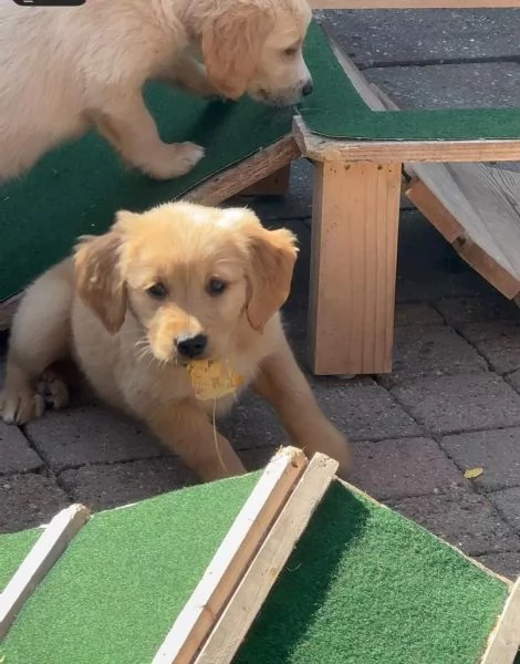 Disponibili dolcissimi cuccioli di Golden Retriever. | Foto 1