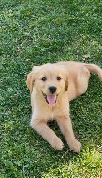Disponibili dolcissimi cuccioli di Golden Retriever. | Foto 0
