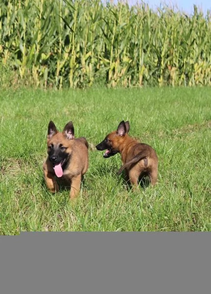 Cuccioli di Malinois pronti per l'adozione | Foto 4