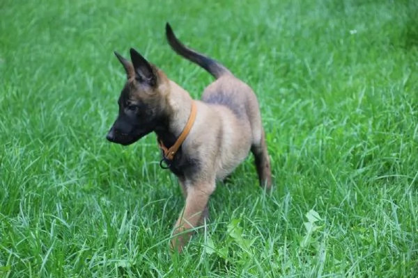 Cuccioli di Malinois pronti per l'adozione | Foto 3