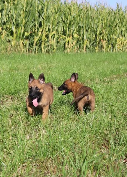Cuccioli di Malinois pronti per l'adozione | Foto 2