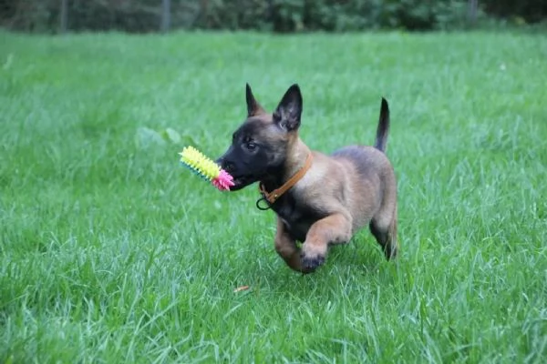 Cuccioli di Malinois pronti per l'adozione | Foto 1
