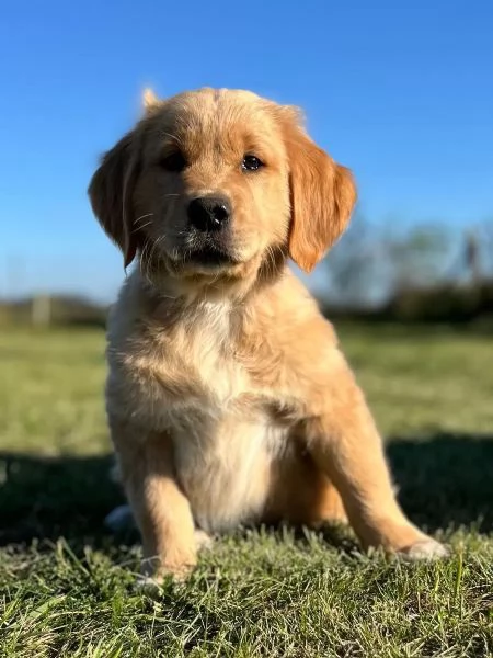 Adorabili cuccioli di Golden Retriever con pedigree | Foto 1