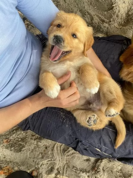 Adorabili cuccioli di Golden Retriever con pedigree