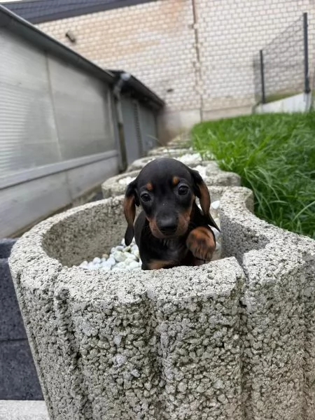 Bassotto Nano cuccioli disponibili