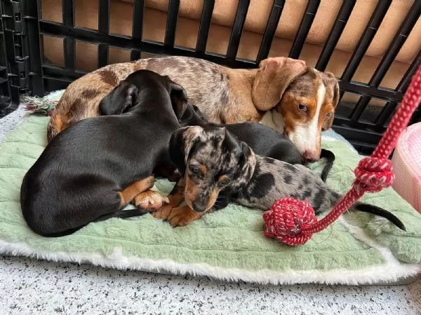 Cuccioli di bassotto di razza pura/Cuccioli | Foto 1