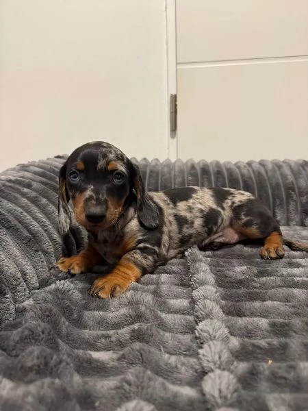 Cuccioli di bassotto in cerca di una casa amorevole