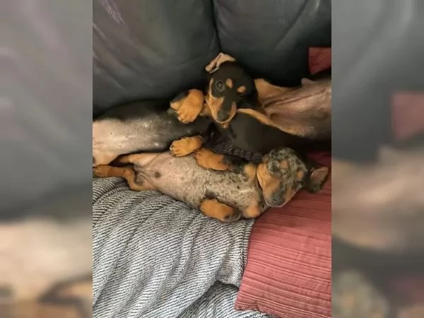 BASSOTTI NANI & BASSOTTO NANO CHOCO MERLE cuccioli | Foto 0