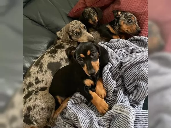 BASSOTTO NANO & BASSOTTI NANI TEDESCHI CUCCIOLI  | Foto 3