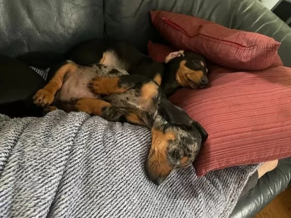 Splendidi cuccioli di bassotto Taglia kaninchen già vaccinato sverminato  | Foto 1