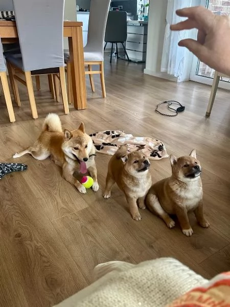 Meravigliosi Dolcissimi cuccioli di shiba inu | Foto 1