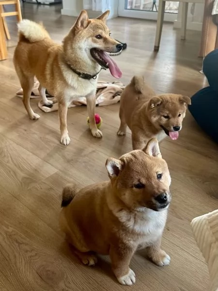 Cuccioli di Shiba Inu! Di razza pura! | Foto 1