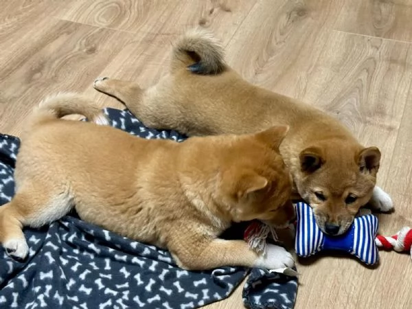 Cuccioli di Shiba Inu! Di razza pura!