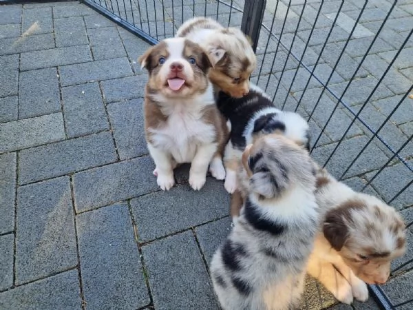 Cuccioli di Pastore Australiano | Foto 0
