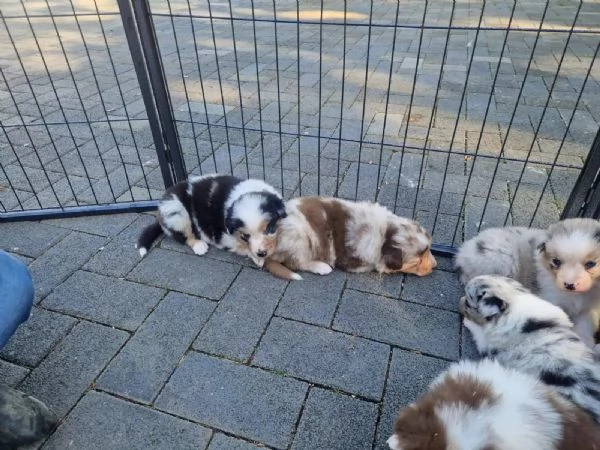 Cuccioli di Pastore Australiano con pedigree | Foto 1