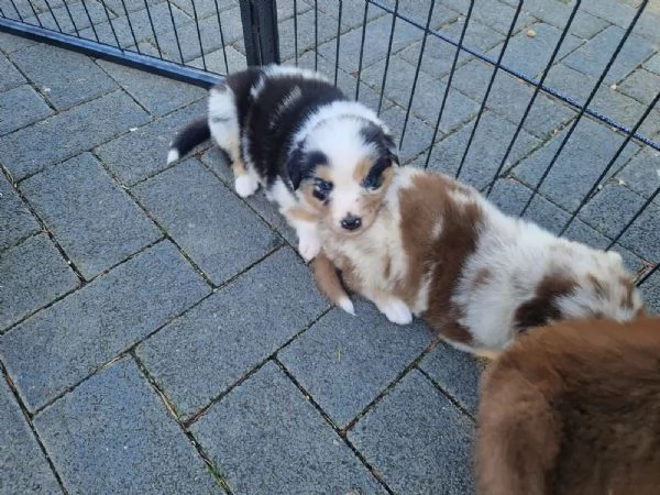 Bellissimi cuccioli di pastore australiano | Foto 2