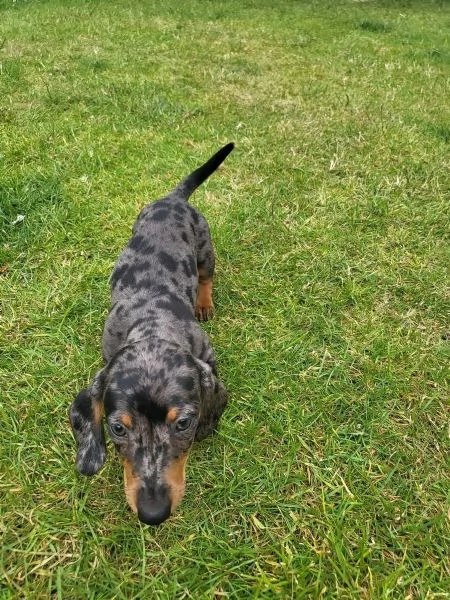 BASSOTTI NANI & BASSOTTO NANO CHOCO MERLE cuccioli | Foto 5