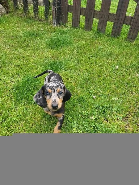 BASSOTTI NANI & BASSOTTO NANO CHOCO MERLE cuccioli | Foto 4