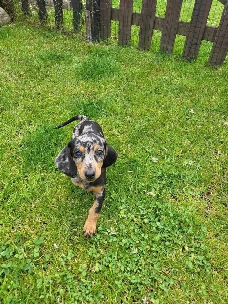 BASSOTTI NANI & BASSOTTO NANO CHOCO MERLE cuccioli | Foto 3