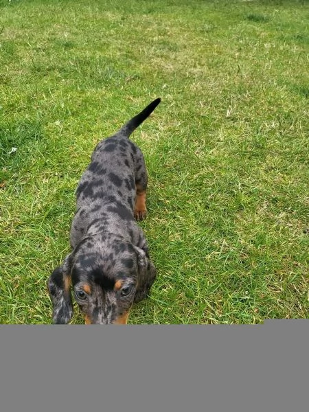 BASSOTTI NANI & BASSOTTO NANO CHOCO MERLE cuccioli | Foto 1