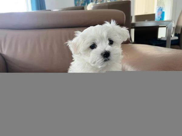 Dolci cuccioli maltesi pronti per partire con tutti i documenti | Foto 0