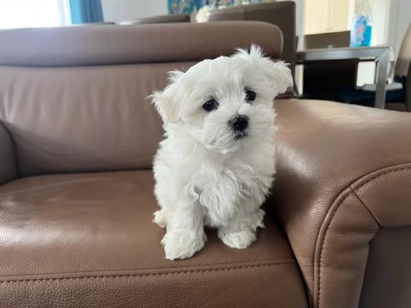 Adorabili cuccioli di maltese bianchi pronti per una casa amorevole | Foto 0