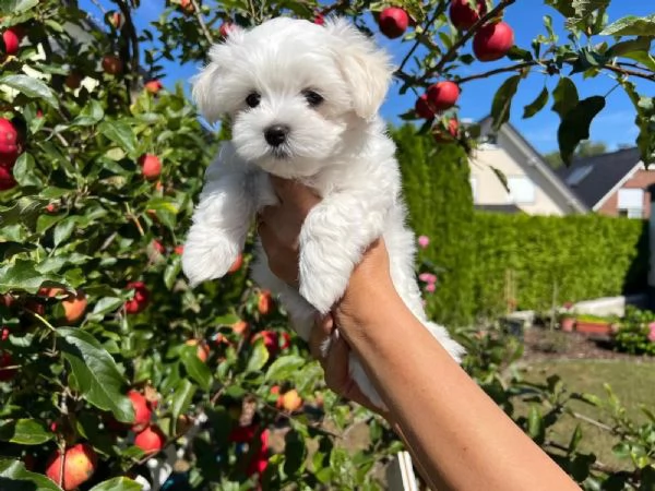 Splendidi cuccioli di maltese bianchi pronti per una casa amorevole | Foto 3