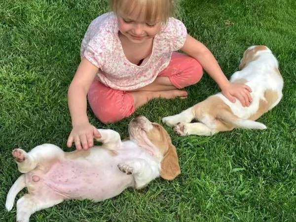 Bellissimi cuccioli di Basset- Hound subito disponibili, 