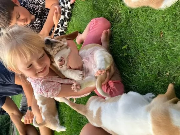 Cucciolo adorabile con documenti FCI cerca un nuovo proprietario! | Foto 1