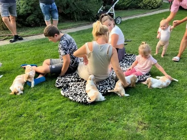  cuccioli di razza bassethound, maschi e 1 femmina | Foto 2