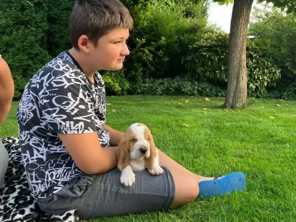  cuccioli di razza bassethound, maschi e 1 femmina | Foto 0