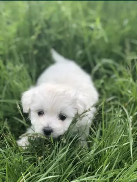Cuccioli di maltese pronti per l'adozione.