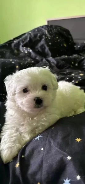 Cuccioli di maltese pronti per l'adozione. | Foto 1