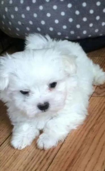 Cuccioli di maltese pronti per l'adozione. | Foto 0