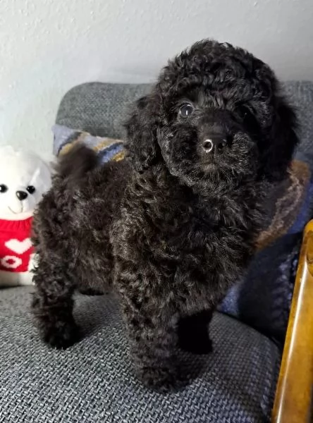 Cuccioli di Barboncino nano/Barboncino toy in cerca di casa | Foto 2