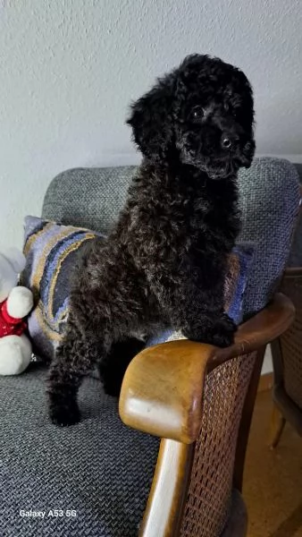 Cuccioli di Barboncino nano/Barboncino toy in cerca di casa | Foto 1